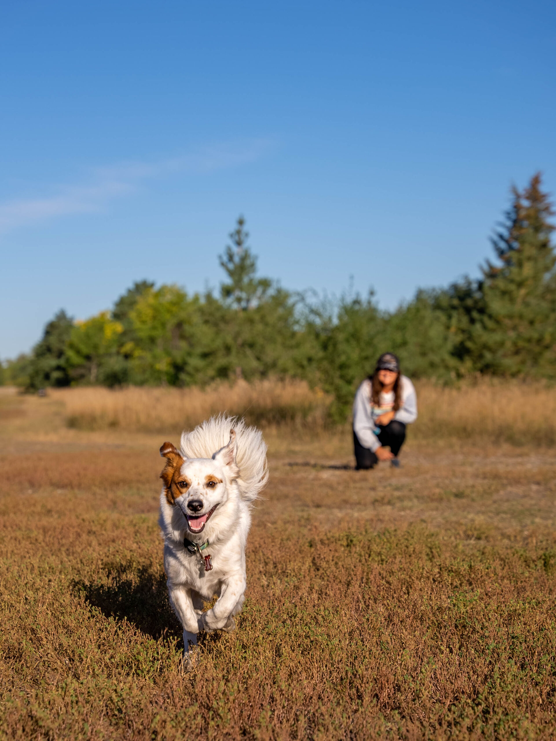 dog running in park